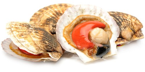 Scallops: benefits for the body